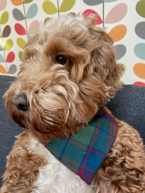 Buchanan Tartan Kopfbedeckung Schlauchschal Bandana Multifunktional