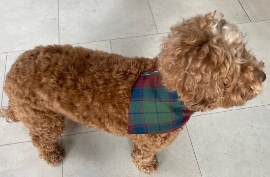 Doggy tartan bandana